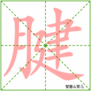 腱的笔顺拼音及解释