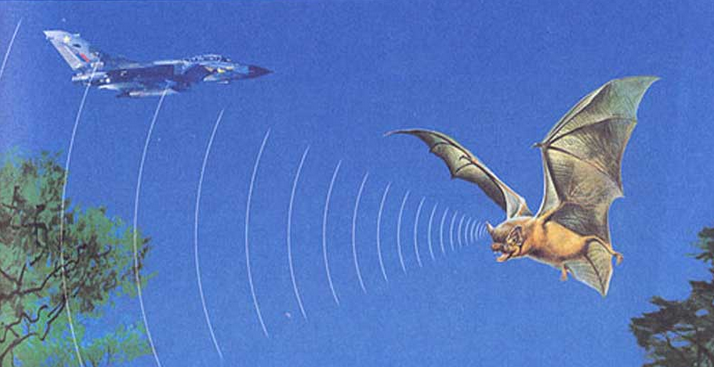 第十一课 蝙蝠和雷达